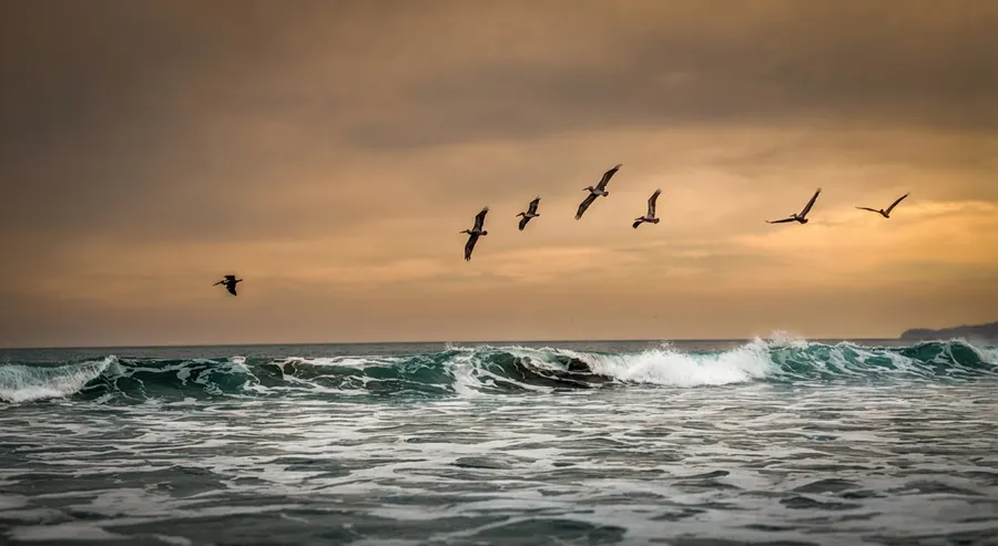 Pelicans over waves at dusk on Panama's Pacific coast
