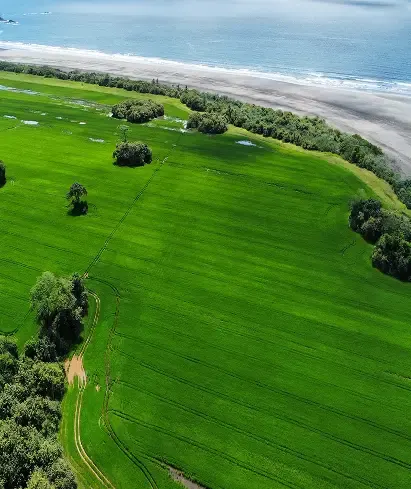 Vista aérea de terreno verde que llega hasta la playa en Playa Raya