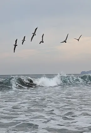 Pelicans flying over breaking waves on the Azuero coast