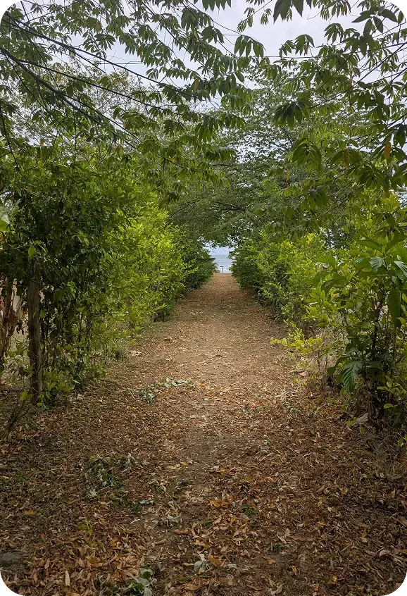 Tree-lined path near the Venao Cove site